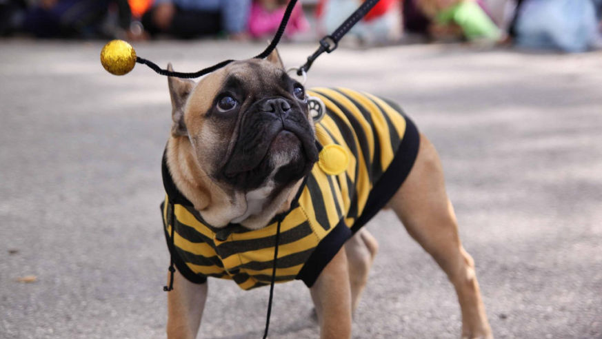 great-pupkin-bee