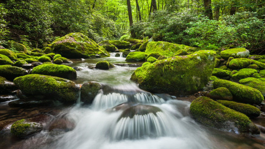 View from the Roaring Fork Motor Nature Trail, Gatlinburg, Tennessee in the Great Smoky Mountains National Park