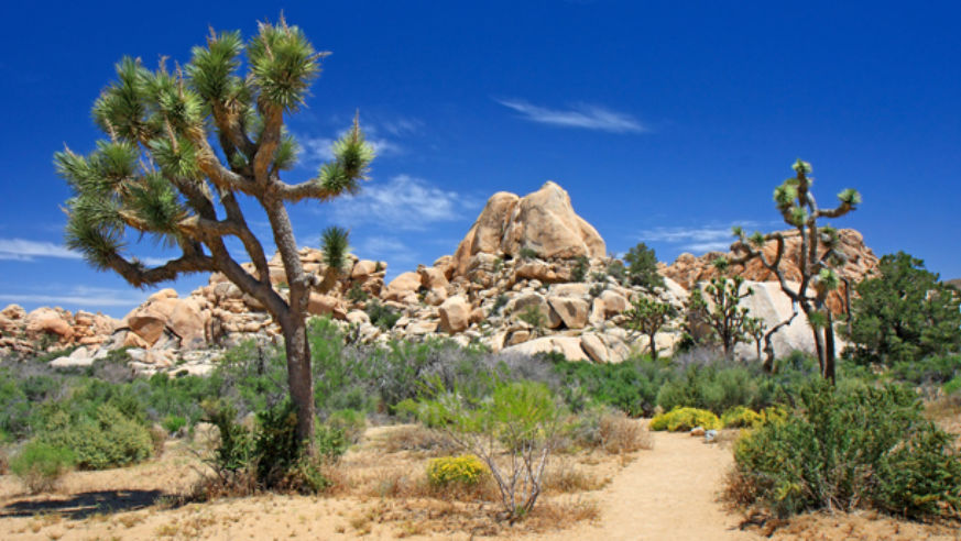 Joshua Tree National Park