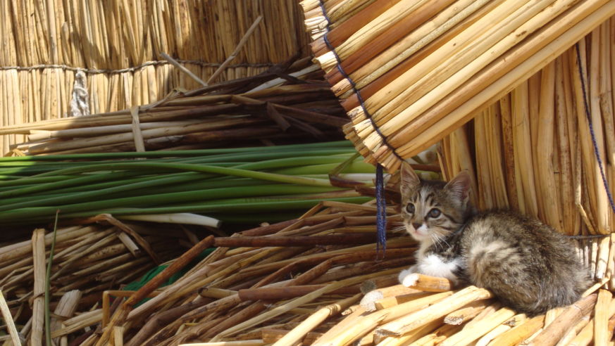 Kitten on a reed island