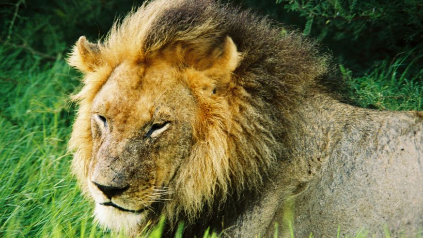 Male lion