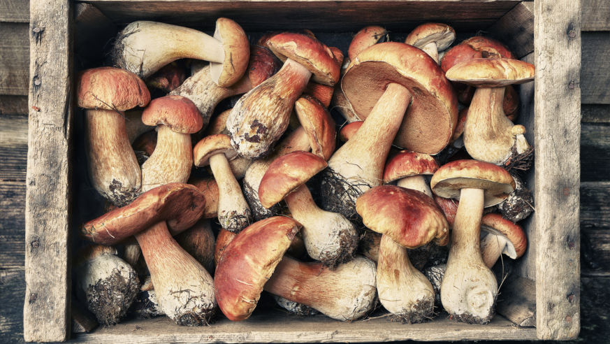 Mendocino Mushroom, Beer & Wine Festival Box of Porcini Mushrooms
