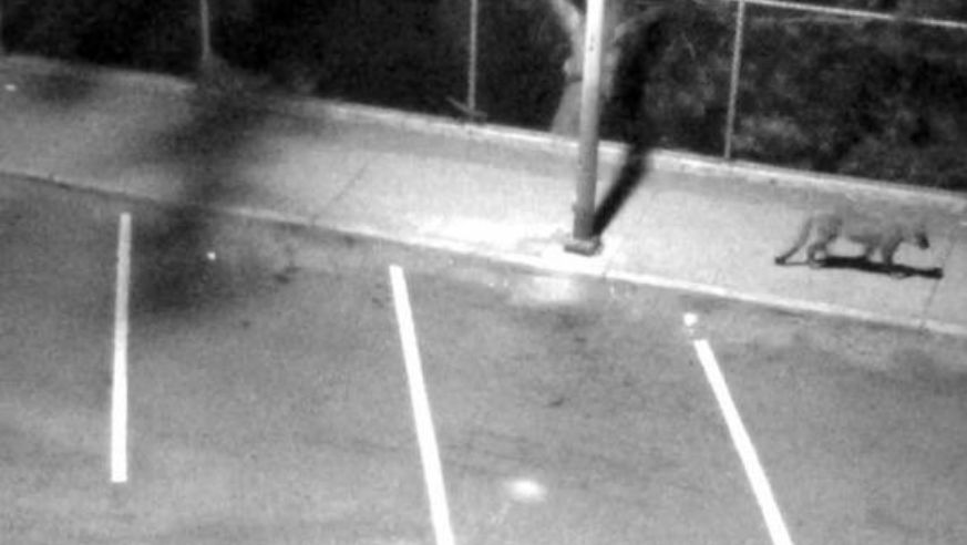 Mountain Lion in San Francisco