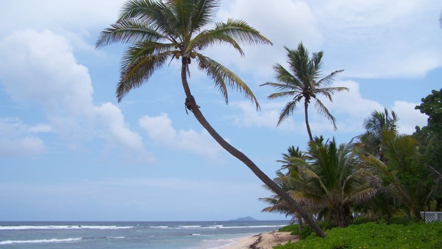 Palm trees on the beach in St. Croix
