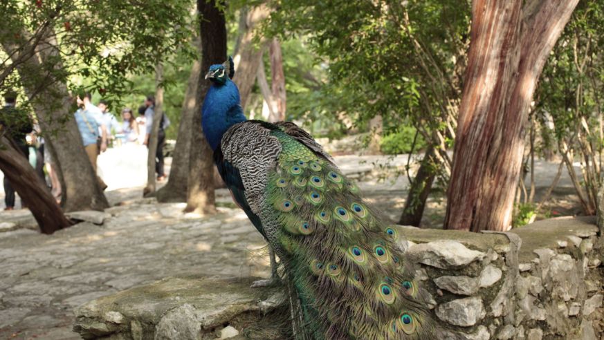 Peacocks