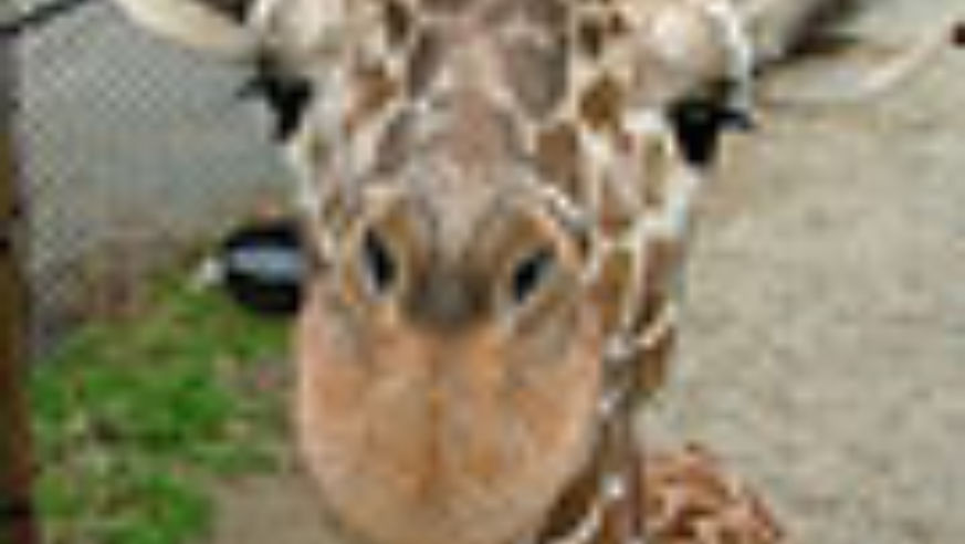 0705_m_zoobabies1