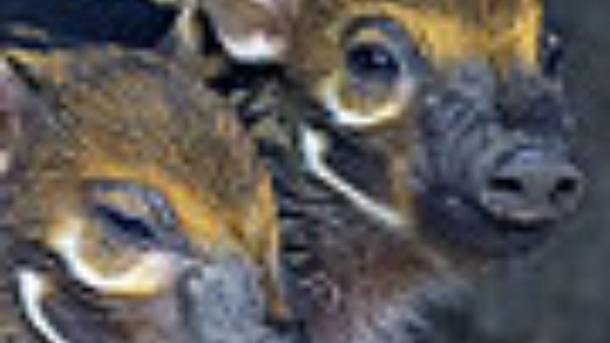 0705_m_zoobabies3