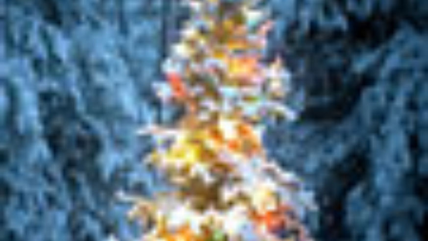 071212_christmastree