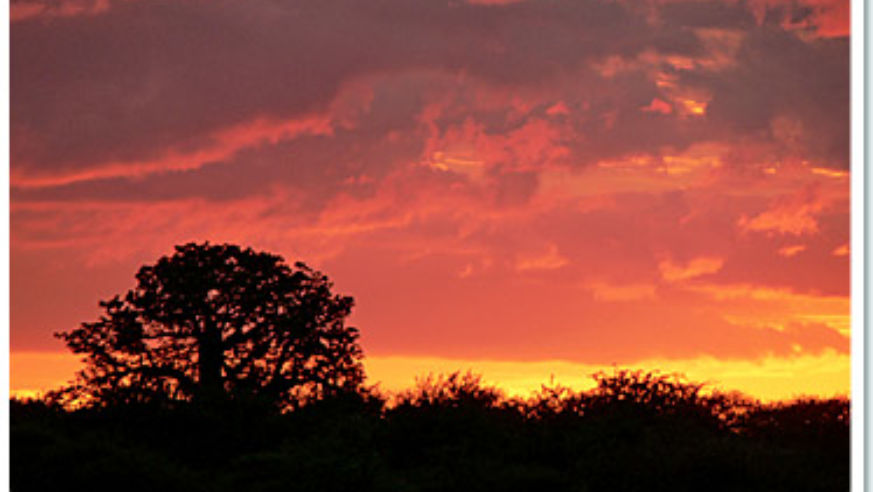 0806_africansafari