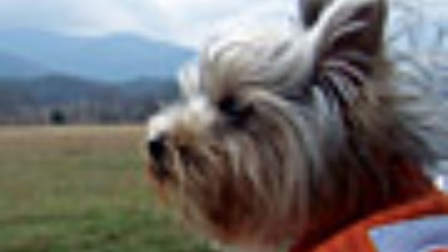 0806_pettravel