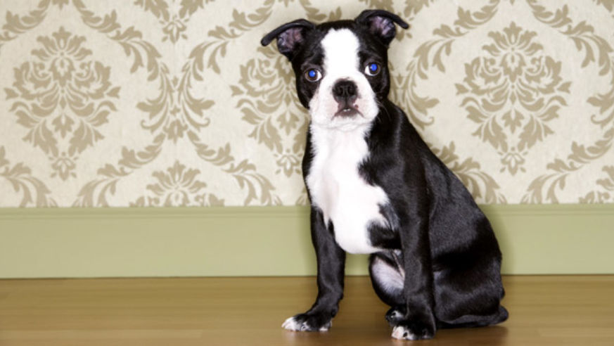 0810_ancestraldogs