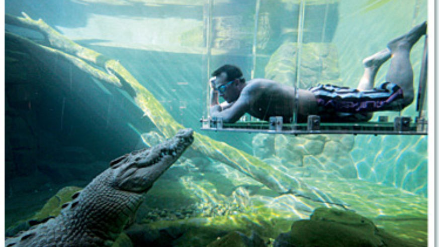 Crocodile hunting
