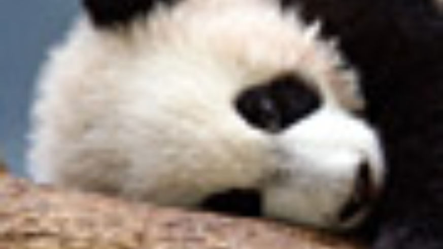 Xi Lan the panda