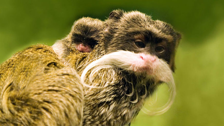 The emperor tamarin's wildly eccentric moustache (strikingly similar to Mr. Monopoly's) is something of a mystery