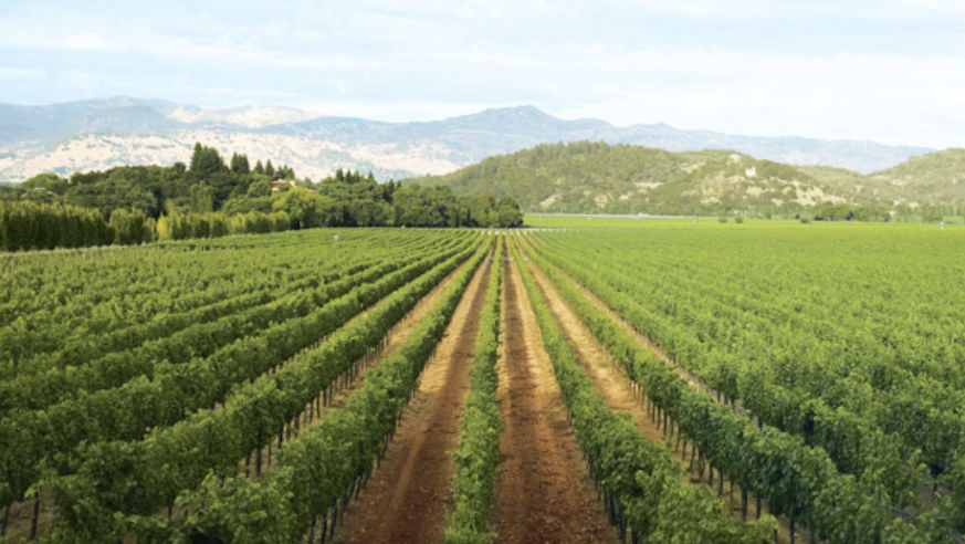 Napa Valley