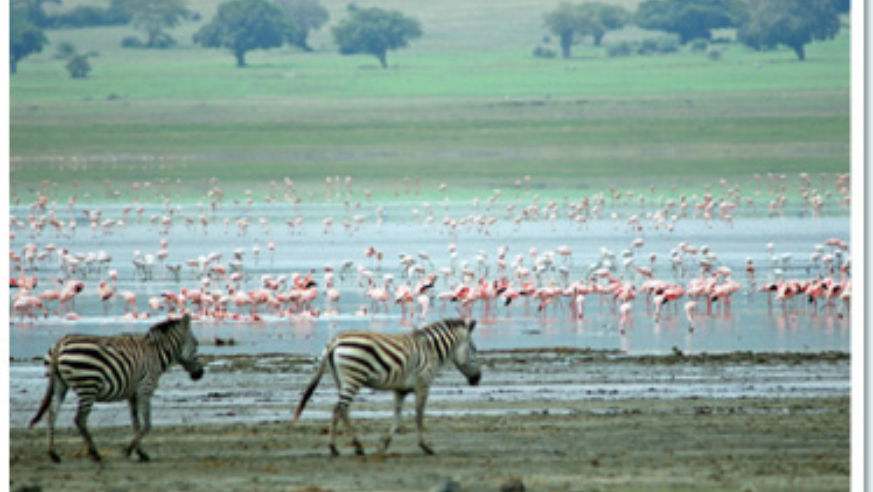 1003_dreamtripssafari