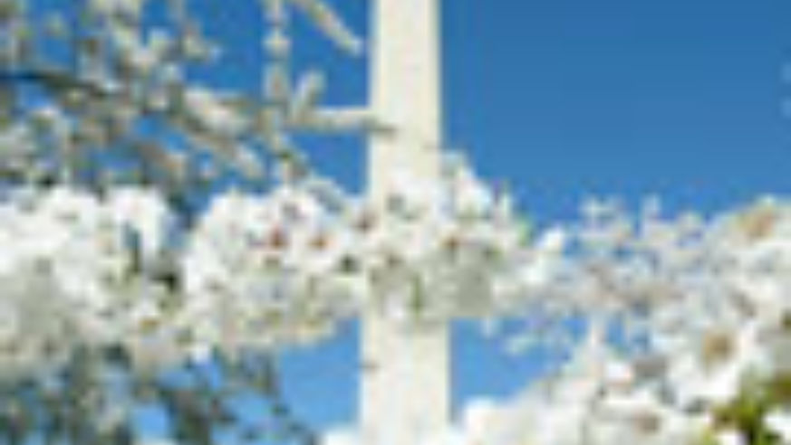 1003_cherryblossoms