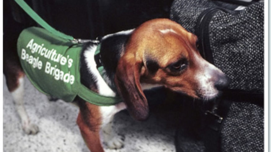 1004_beagle