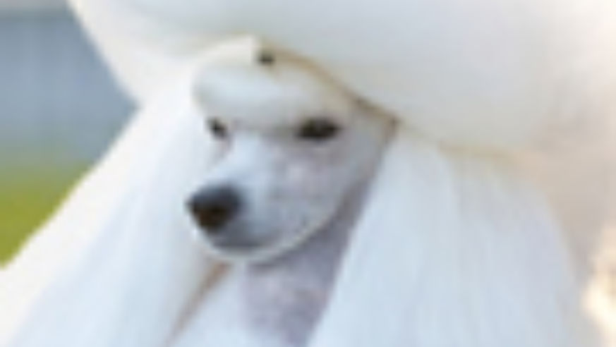 1007_pettravel