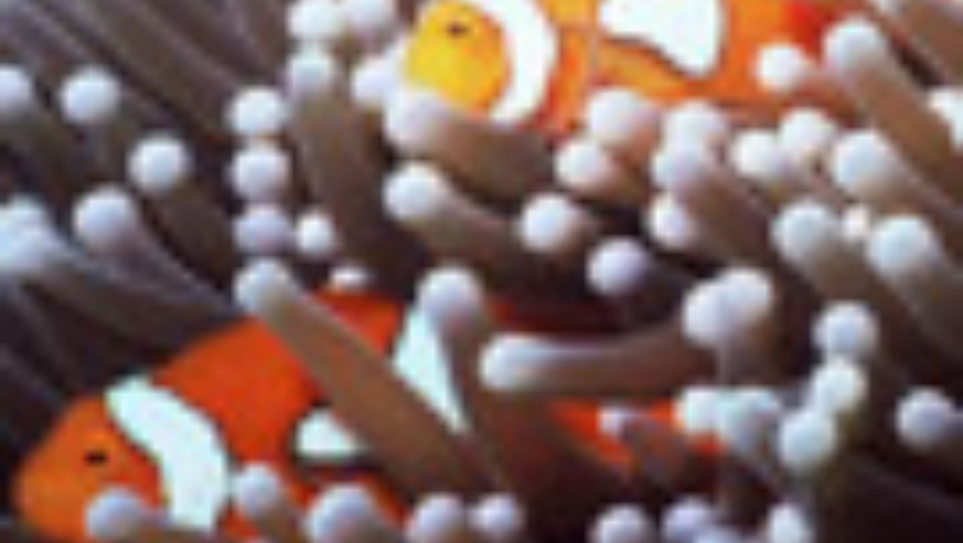1007_greatbarrierreef