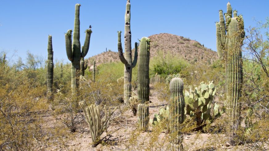 Phoenix Botanical Gardens