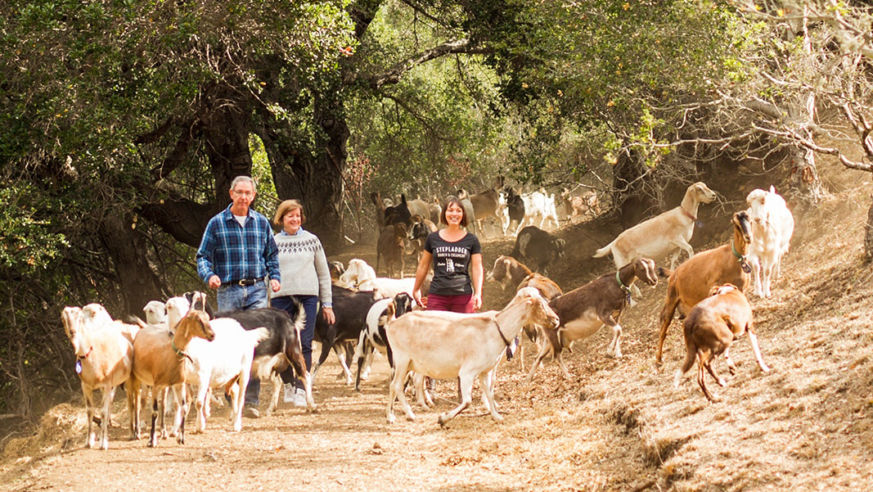 Goats along path with people