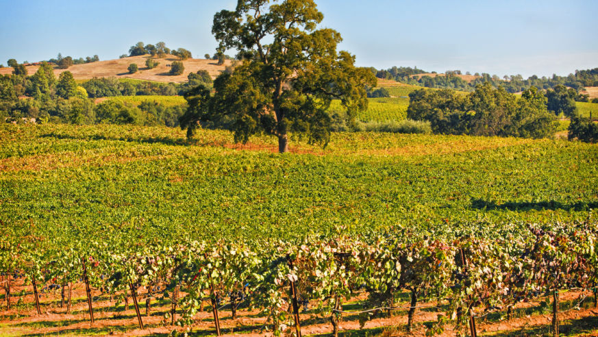 vines, grapes, harvest, landscape, vineyard, amador, cunty, northern, california, gold, country, sierra, nevada, mountains, rush
