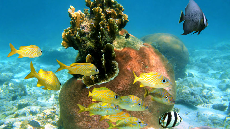 RomanticIslands_NorthBimini_fish_snorkling