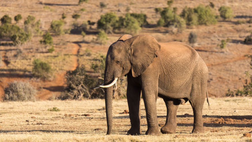 Safari Elephant