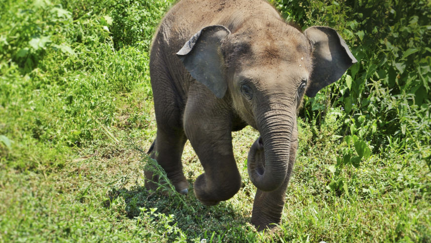 baby elephant bath