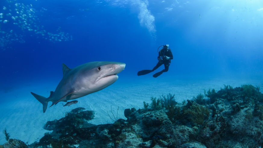 A diver swims near a tiger shark