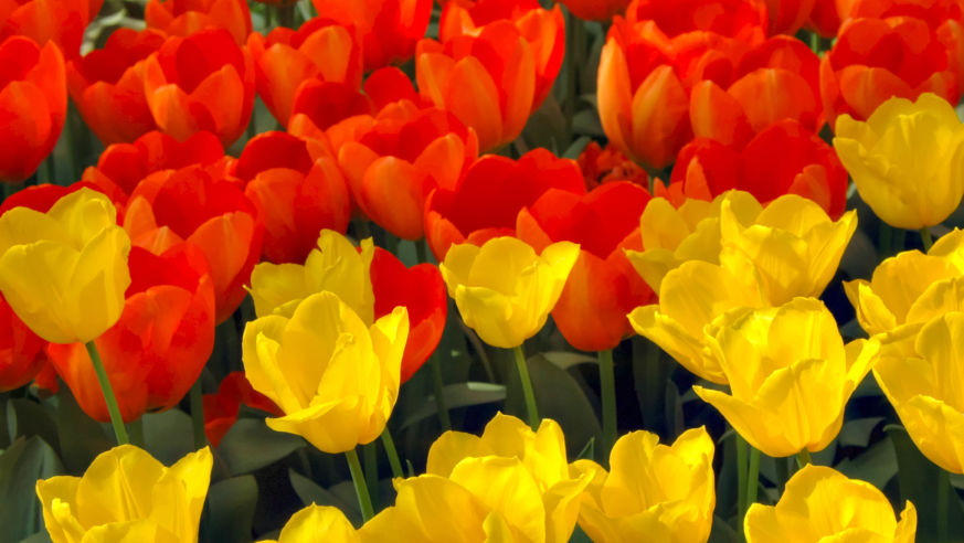 Tulips- keukenhof gardens-lisse, holland