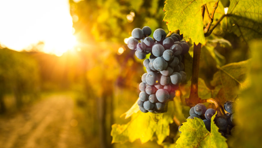 Vineyard Grapes With Sun