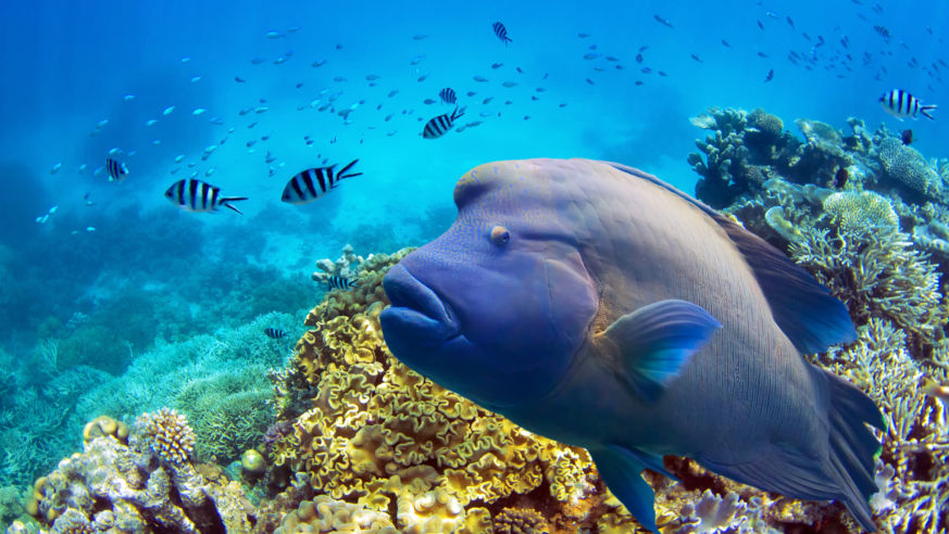 WhereToGo_2015_GreatBarrierReef_Fish