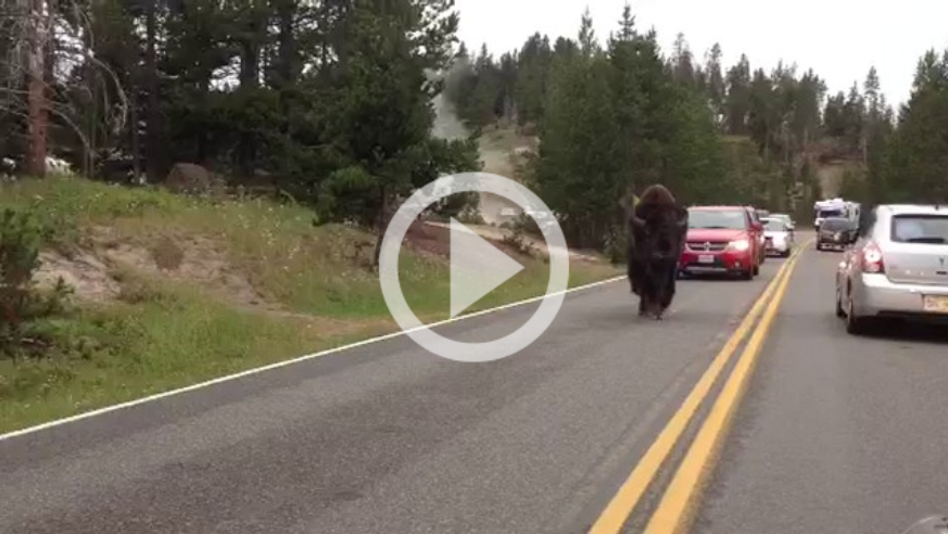 Yellowstone Bison Surprises Motorists