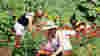 1105_FoodRegions_Portland_Sauvie_vert