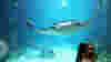 1110_Underwater_stingray3