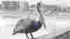 1203_Florida_Road-Trip_pelican
