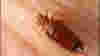0502_bedbugs