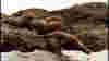 0604_queencharlotte_sealions