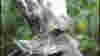 0806ft_bronxzoogiraffe