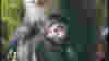 0806ft_houstonzoomonkey