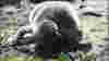 0806ft_phillyzoopenguin