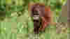 0806ft_zooatlantaorangutan