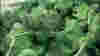 0810_greenacres