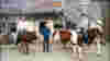 0811_cowtripping