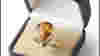 0811_rippedoff