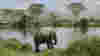 Africa Serengeti National Park Elephant