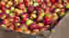 Apples in harvest festival bins