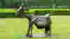 blog_090929_picassogoat_pano_original.jpg